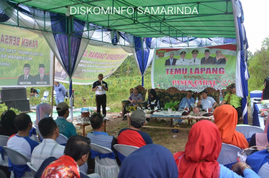 Panen Cabai Di Makroman, Wawali Ingatkan Tidak Jual Lahan